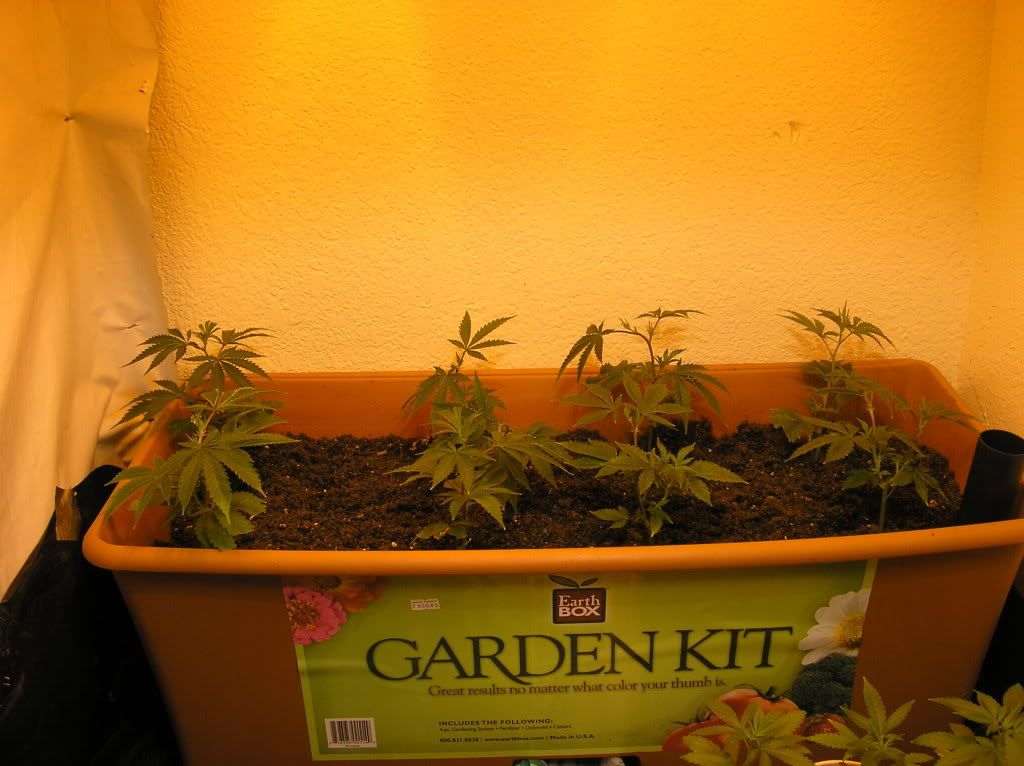 growbox003.jpg