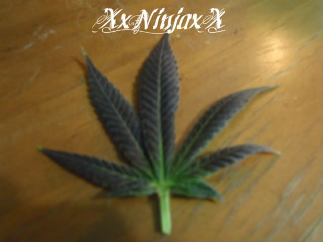 AILeaf.jpg