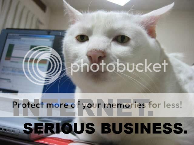 internet-serious-business-cat.jpg