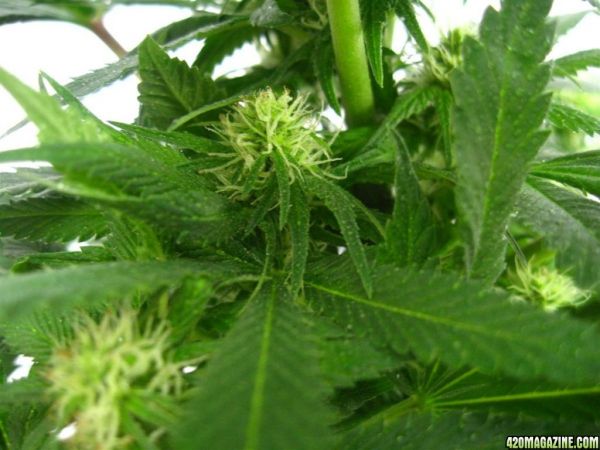 BB_CC_Grow_Update_Sep_13_9_.jpg