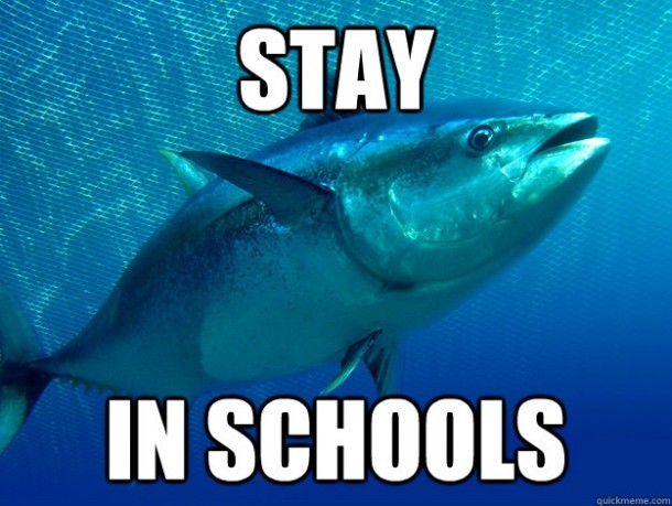 life-advice-tuna-fish-9719.jpg