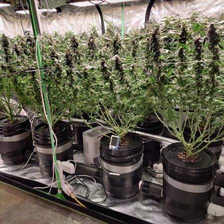 growdiaries.com