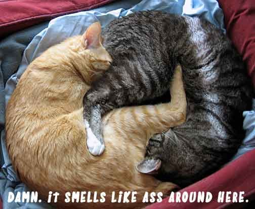 asscats.jpg