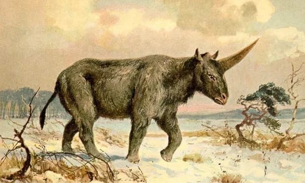 siberianunicorn2.jpg