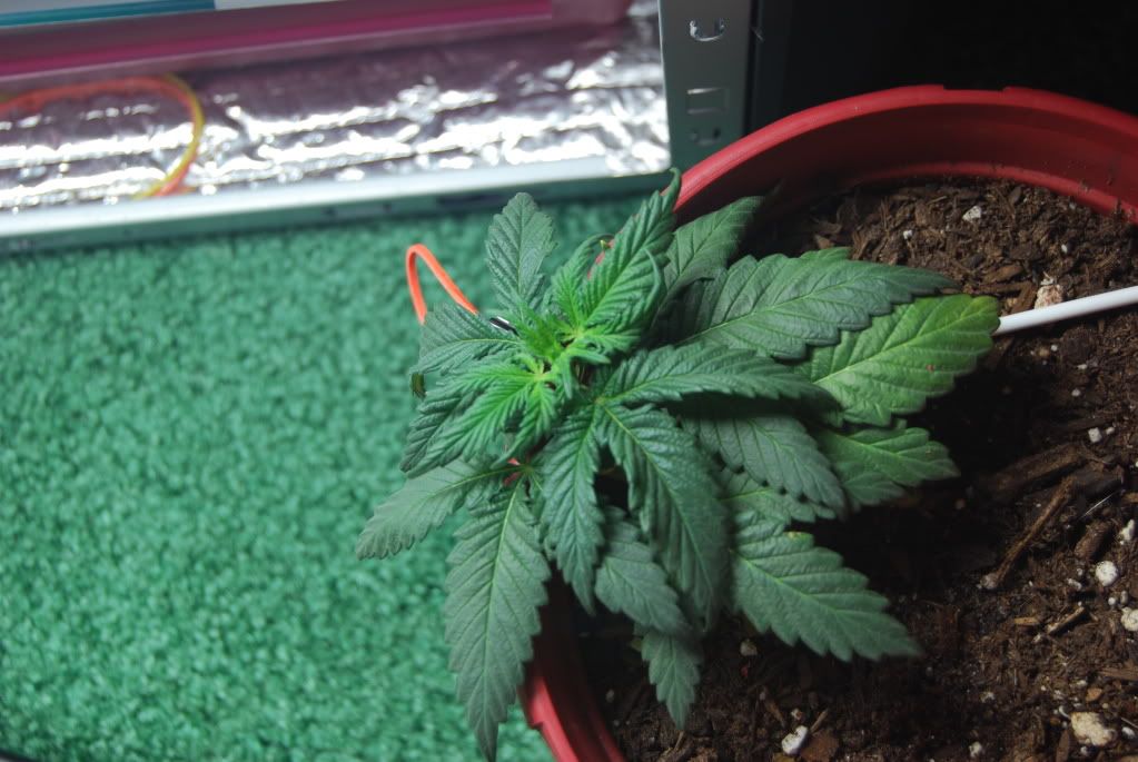 weed28001.jpg