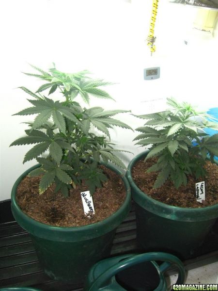 BB_CC_Grow_Update_Sep_13_047.jpg