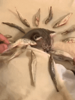 1674764400_22.gif