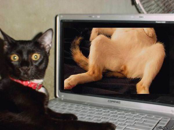 Cat_Pron.jpg