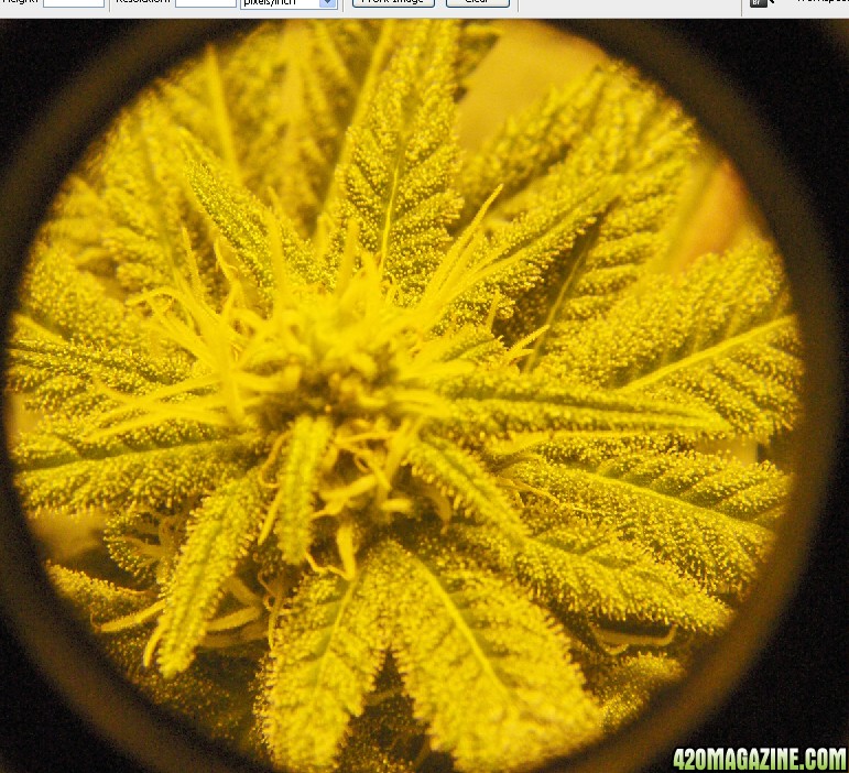 trich6.jpg