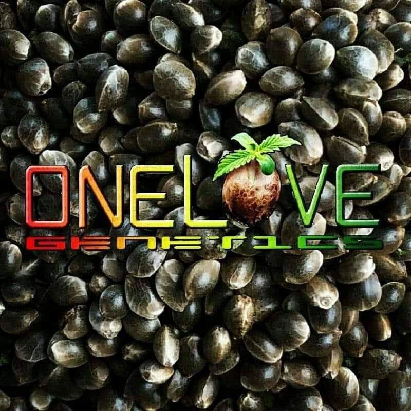 onelovegenetics.com