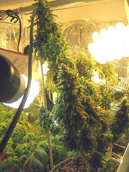 CominguptoHarvest-2.jpg