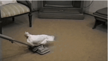 funny-chicken-lays-egg-gif.gif