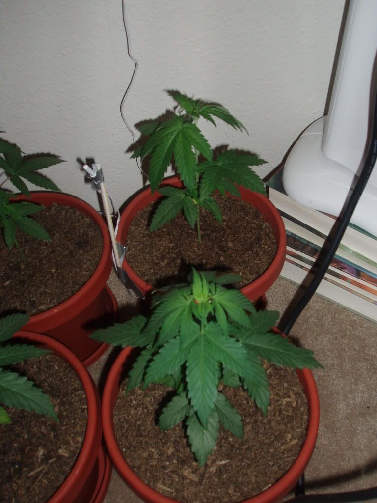 4wk3dysDec18.jpg