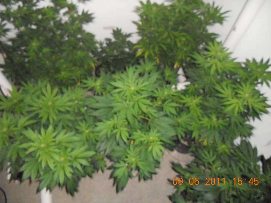 DSCN4509.jpg