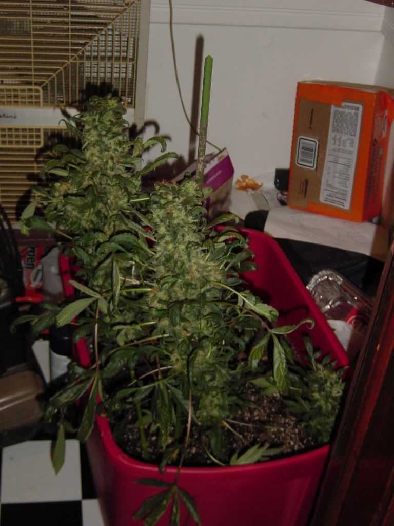 Picture064.jpg