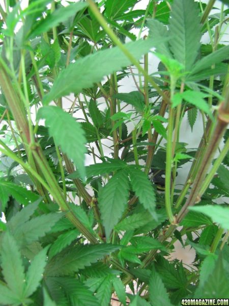 banana_stem3.jpg