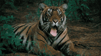 200w.gif