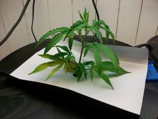 100_1070.jpg