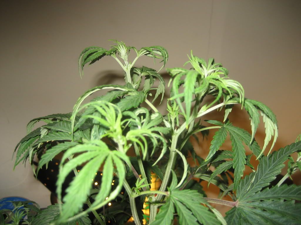 junior010-1.jpg