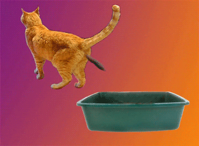 giphy.gif