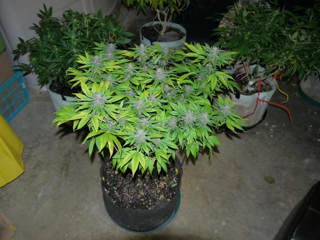 P1000595_zpsed8ceff1.jpg
