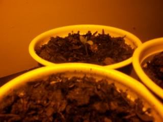 100_1373.jpg