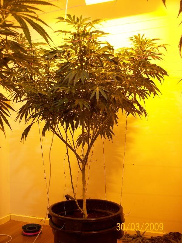 Plants128.jpg