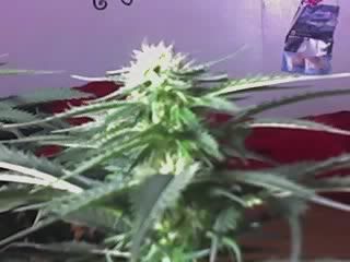 08-16-07_2243.jpg