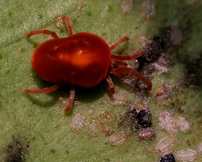 red_spider_mite.jpg