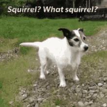 tenor.gif