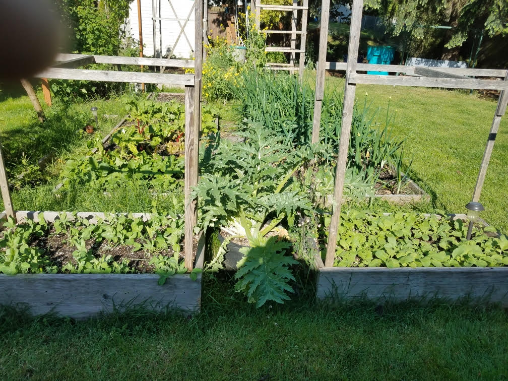 5092020garden2.jpg