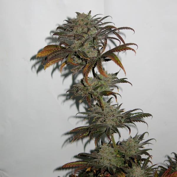 A7pgDx6.jpg