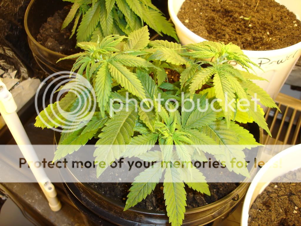 femalesourkush.jpg