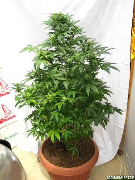BB_CC_Update_Sep21_055.jpg
