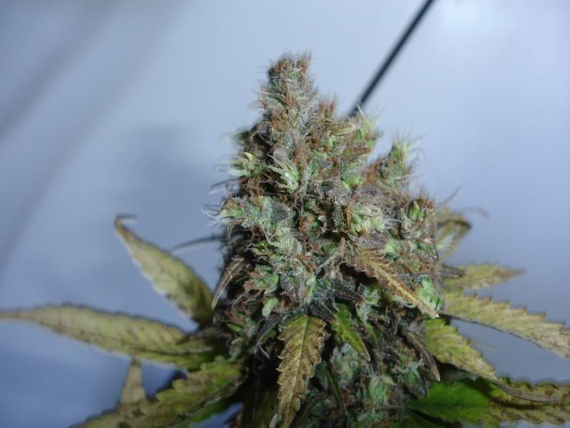 SCxNLPlant1003.jpg