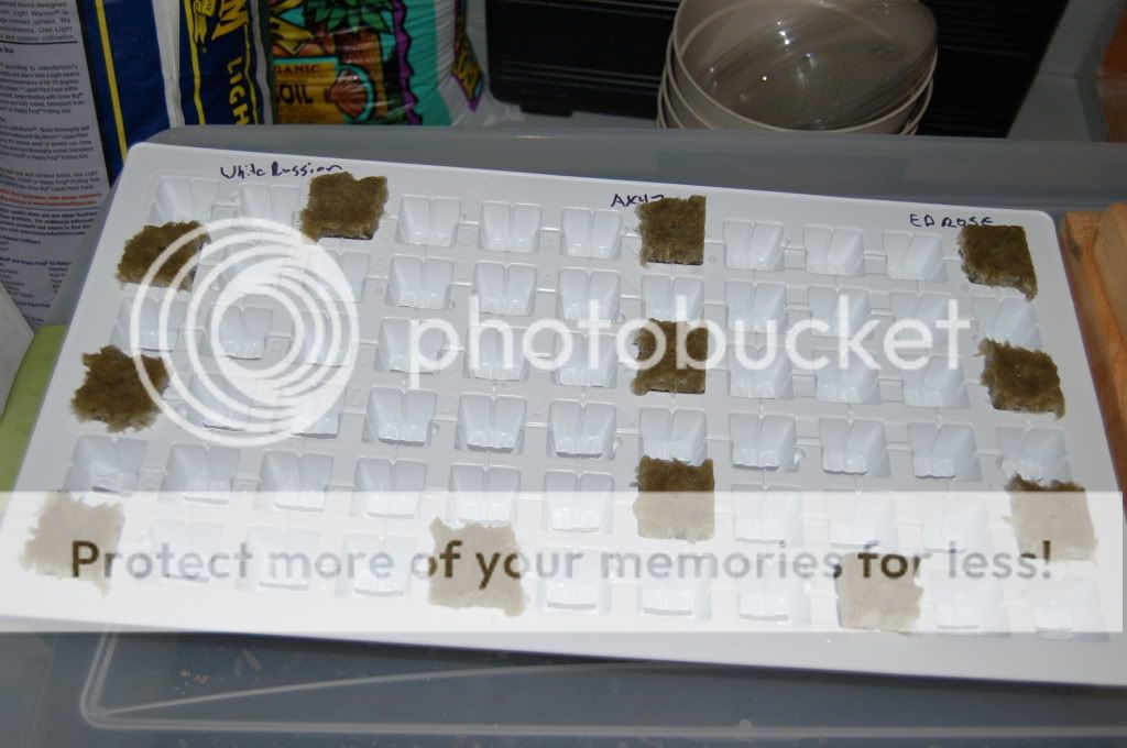 DSC_0393.jpg
