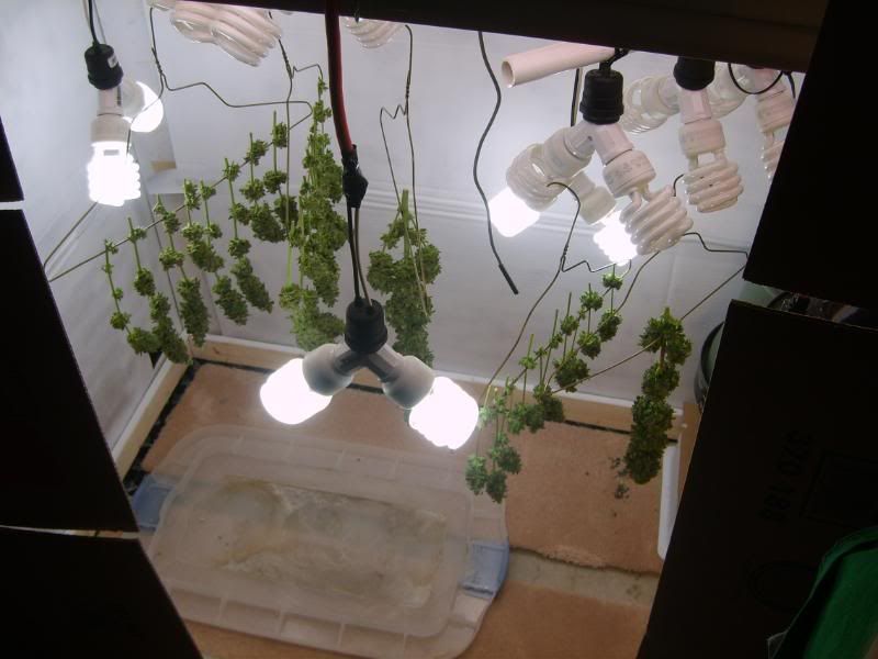 10weeksharvest033.jpg