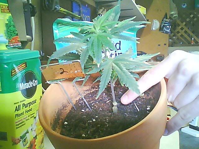 Picture0389.jpg