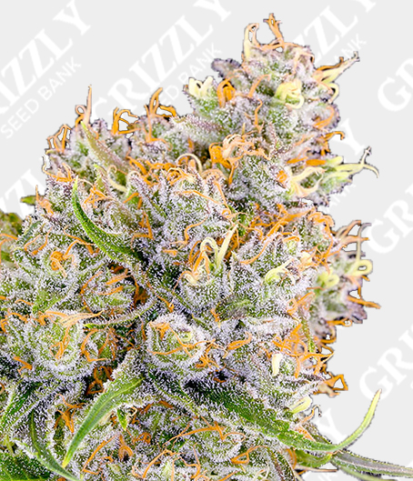 grizzly-cannabis-seeds.co.uk