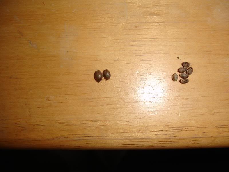 3r46ysdf676e546356005.jpg