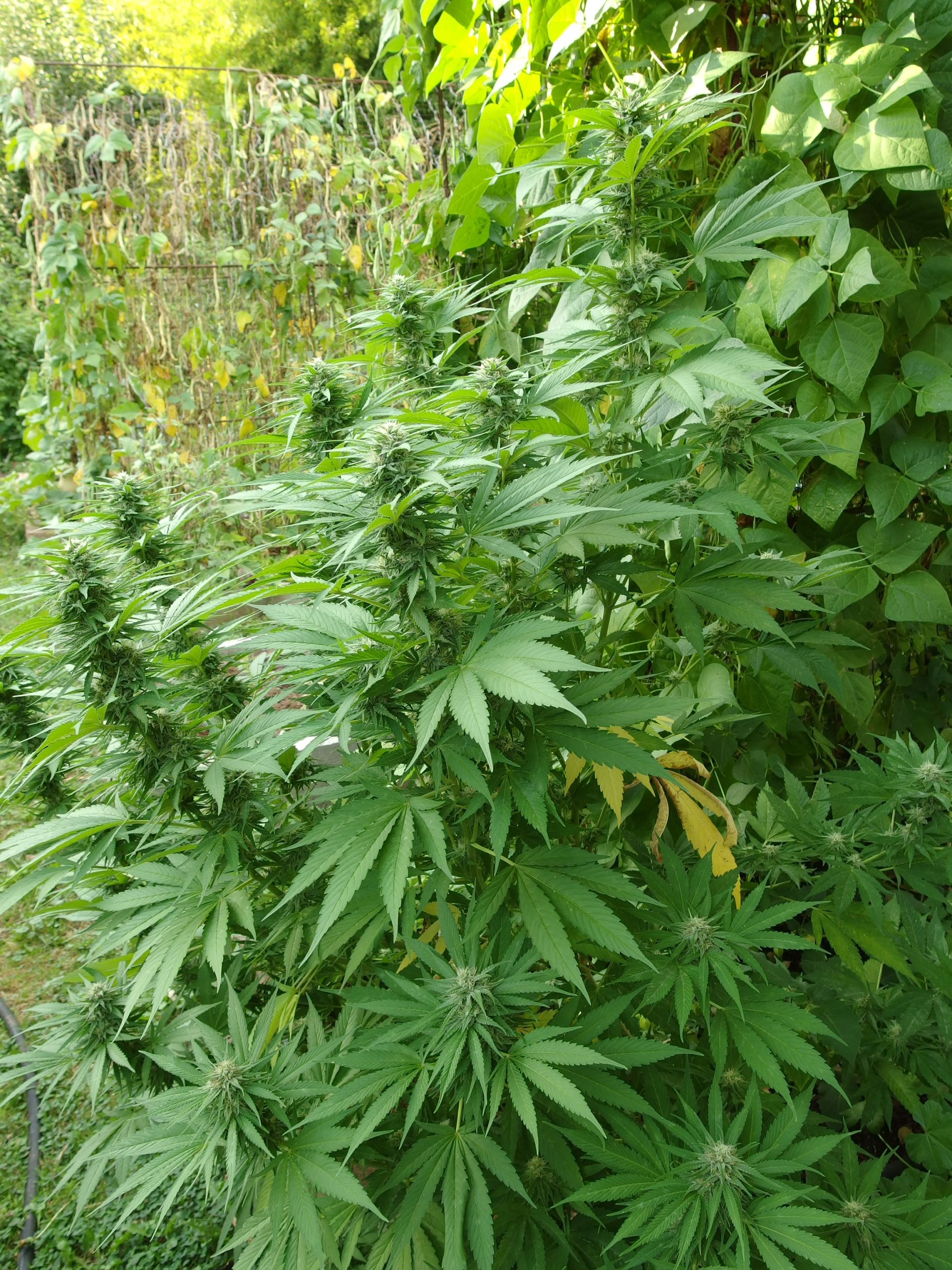 oregongreenseed.com