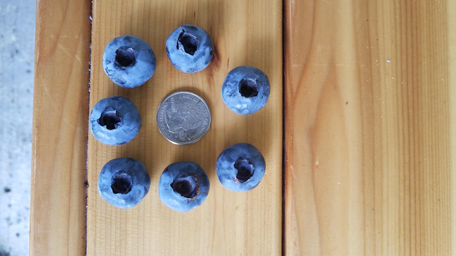 blueberry710.jpg
