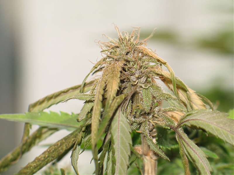 budwild3hortfusairum_wilt_rot.jpg
