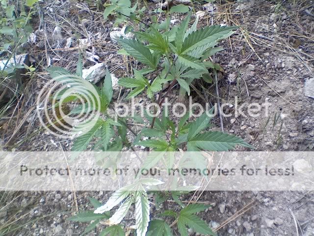 Outdoor2060709.jpg