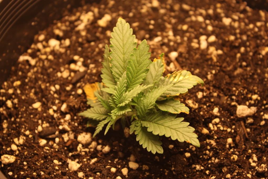 Seed3Day16.jpg