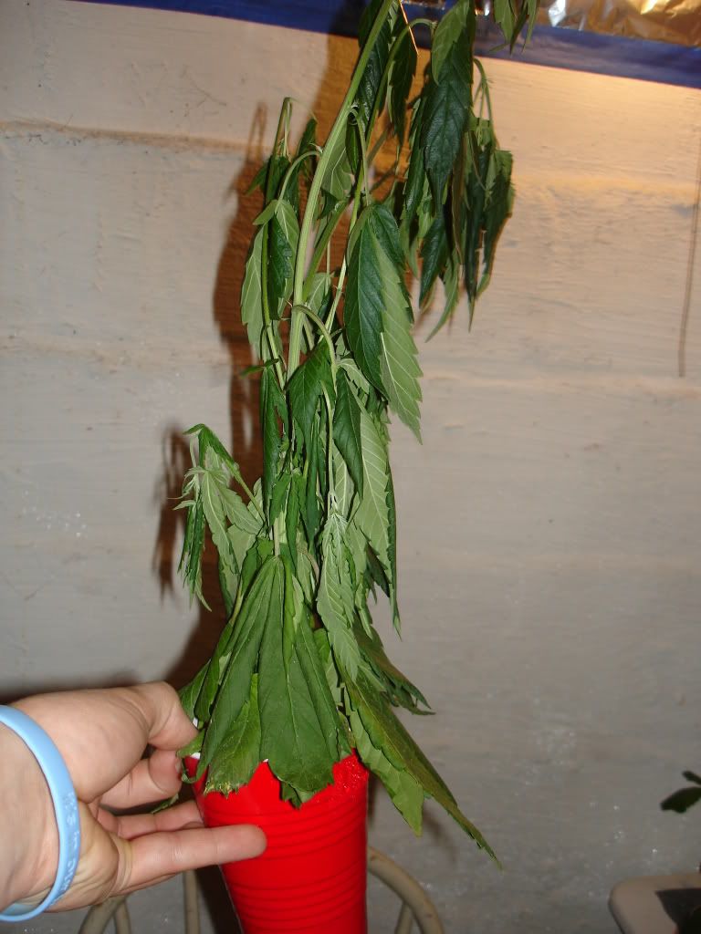 DSC03712.jpg