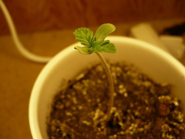 P1010048.jpg