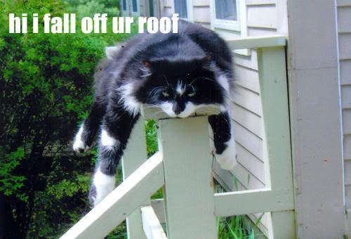 hump_day-1.jpg