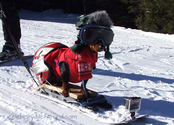 dog-goes-skiing.jpg