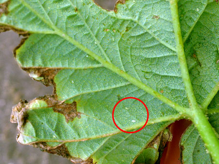 7-26-immature-plh-and-leafhopper-burn-ERIN.jpg